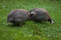 Domesticated guineafowl Numida meleagris f. domestica