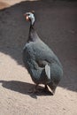 Domesticated guineafowl Numida meleagris f. domestica. Royalty Free Stock Photo