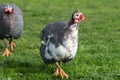 Domesticated Guineafowl