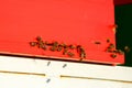 Domesticated honeybees in flight, returning to their apiary