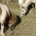 Domesticated horses in farmland