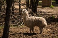 A domesticated llama in the farm mini zoo. Royalty Free Stock Photo