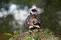 Domesticated Mallard (Anas platyrhynchos)