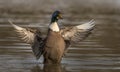 Domesticated Mallard.