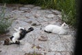 Domesticated nonpedigree cats moggies resting outdoor Royalty Free Stock Photo