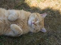 Domesticated orange tabby cat lying on grasst outside yawning, paws up.