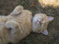 Domesticated orange tabby cat lying on grasst outside yawning, paws up.