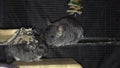 Domesticated pet chinchilla family