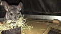 Domesticated chinchilla family eating