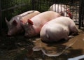 Mighty pig sows laying in the dirt Royalty Free Stock Photo