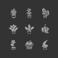 Domesticated plants chalk white icons set on black background. Houseplants. Decorative indoor plants. African violet