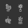 Domesticated plants chalk white icons set on black background. Houseplants. Ornamental indoor plants. Home decor. Pothos