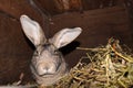 The domesticated rabbit. Royalty Free Stock Photo