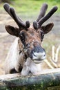 Domesticated Reindeer with Velvet on Antlers Royalty Free Stock Photo