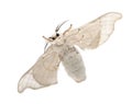 Domesticated Silkmoth, Bombyx mori