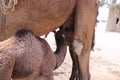 Camel calf in village in Tharparkar, Sindh