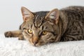 Domesticated tabby cat in studio posing