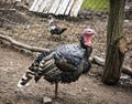 Domesticated turkey Royalty Free Stock Photo