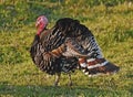 Domesticated Turkey Royalty Free Stock Photo