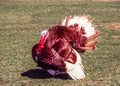 Domesticated turkey,Meleagris gallopavo Royalty Free Stock Photo