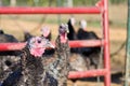 Domesticated turkey (Meleagris gallopavo) Royalty Free Stock Photo