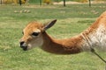 A domesticated Vicuna in a field Royalty Free Stock Photo