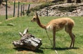 A domesticated Vicuna in a field Royalty Free Stock Photo