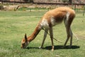 A domesticated Vicuna in a field Royalty Free Stock Photo