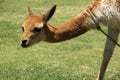 A domesticated Vicuna in a field Royalty Free Stock Photo