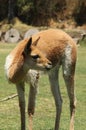 A domesticated Vicuna in a field Royalty Free Stock Photo