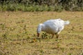 Domesticated Goose wandering across the pasture