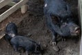 A domesticated wild black pig with two young piglets in a sty