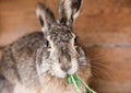 Domesticated wild hare in a cage eats grass. rabbit cage. feeding rabbits