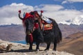 Domesticated Yak - Gampa High Pass - Tibet