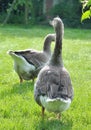 Domestice geese Royalty Free Stock Photo