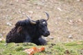 Domestics yak feeds on mountain valley in ladakh