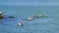 Dominant brown pelican resumes place on rock near water