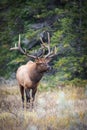 Dominant Bull elk bugling in its territory. Royalty Free Stock Photo