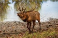 Dominant bull elk in mating season Royalty Free Stock Photo