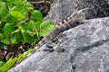 Dominant caribbean male Iguana, Mexico Royalty Free Stock Photo