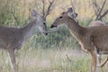 Dominant doe with yearly spike