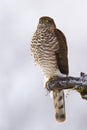 Dominant eurasian sparrowhawk sitting on bough in winter.