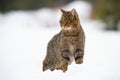 Dominant european wildcat, felis silvestris on snow in winter Royalty Free Stock Photo