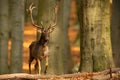 Dominant fallow deer stag approaching from front in autumn forest
