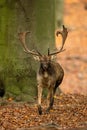 Fallow deer stag with antlers running forward and approaching in autumn forest