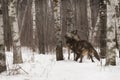 Dominant Grey Wolf (Canis lupus) Gets Licked By Subordinate Winter Royalty Free Stock Photo