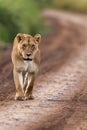 A dominant lioness walking on a murram safari road at Serengeti National Park, Tanzania Royalty Free Stock Photo