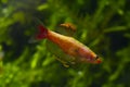 Dominant male aggressive pose, golden breed of white cloud mountain minnow, dwarf coldwater species, healthy blurred plants Royalty Free Stock Photo