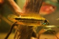 Dominant male Apistogramma mendezi, rare unique freshwater dwarf cichlid fish, caught near Barcelos, Rio Negro, blackwater