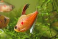 Dominant male of bleeding heart tetra, exotic ornamental blackwater fish from Rio Negro, in breeding colors is ready to attack Royalty Free Stock Photo